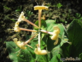   &#039;&#039; Lonicera caprifolium