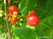   &#039;-&#039; Lonicera caprifolium