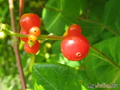   &#039;&#039; Lonicera caprifolium