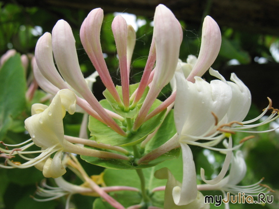   &#039;-&#039; Lonicera caprifolium