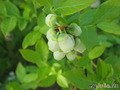  ,   Vaccinium corymbosum