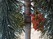 Дерево счастья, исполняющее желания, Индия, Вриндаван, святон место