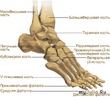 жировая диета отзывы