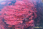 Ca&#241;o Cristales -     