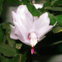    (Schlumbergera)