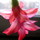    (Schlumbergera)