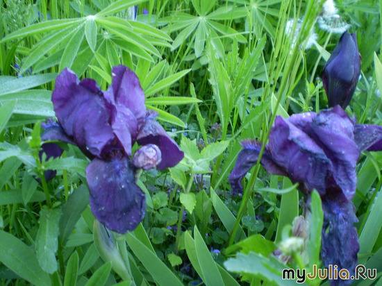 Iris