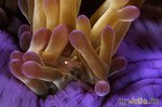  ...    Brian Skerry