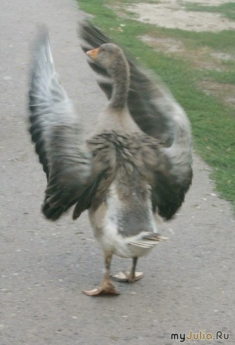 ������ ����)