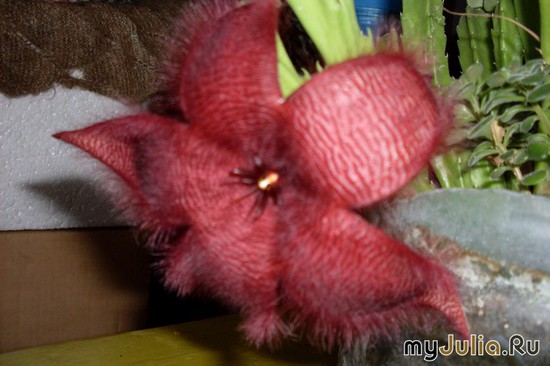 ������ �������.