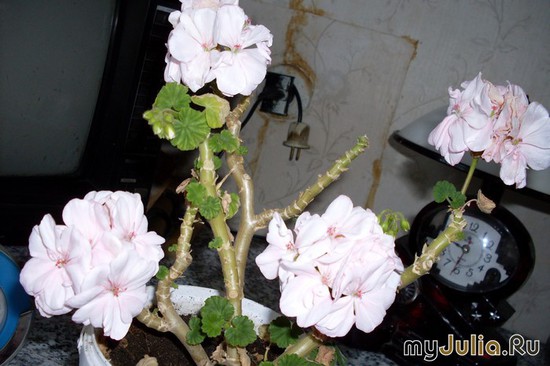 �������  �������