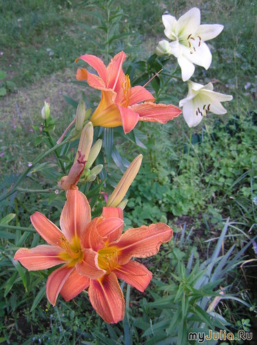 ����� � ���������