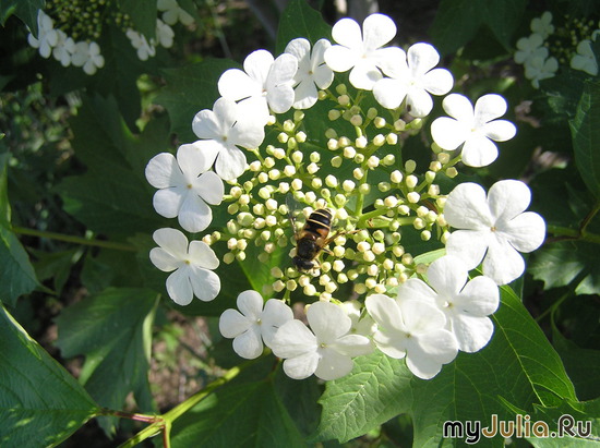 ������ ������