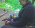 Даже голуби меня любят))