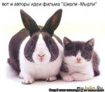 Год мудрого Кота и любвеобильного Кролика.