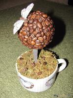 Coffee tree