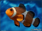 - (Amphiprioi ocellaris)