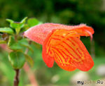   ? : plyusha, homyak