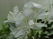 k&#228;rligsrat - cvetok lyubvi. Osen&#039;yu cveti stanovyatsya krasnimi, ne boitsya holoda