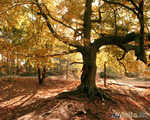 О чём я думаю, когда смотрю на фото дерева с жёлтой листвой.