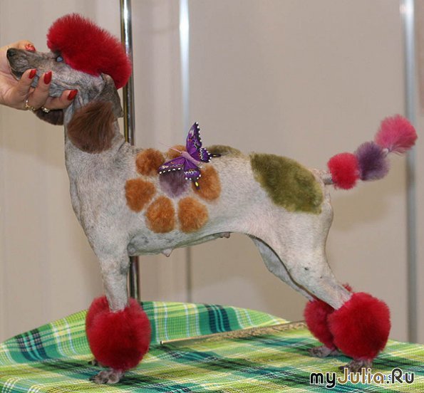 15 Incredible Rainbow Poodles The Paws