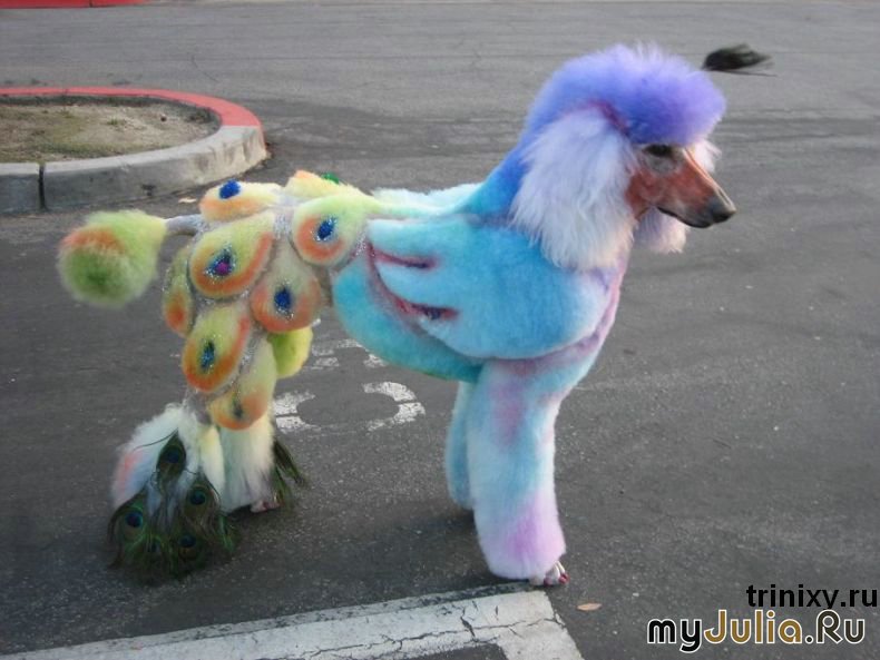 15 Incredible Rainbow Poodles The Paws