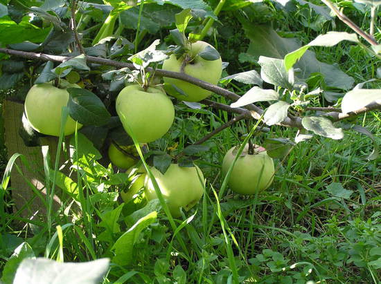 ������ ������