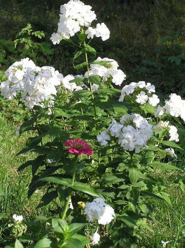 ������ ��������