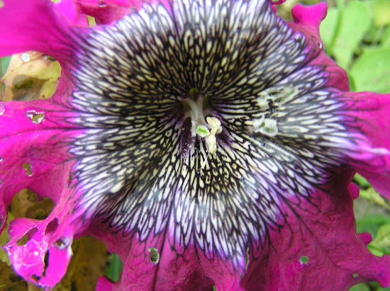 ������� ��������