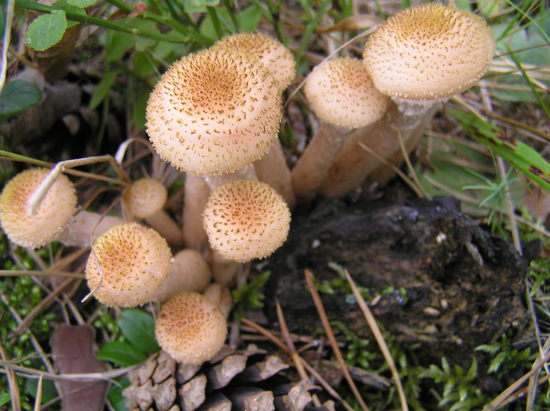 ����� �� ����