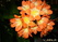 Clivia