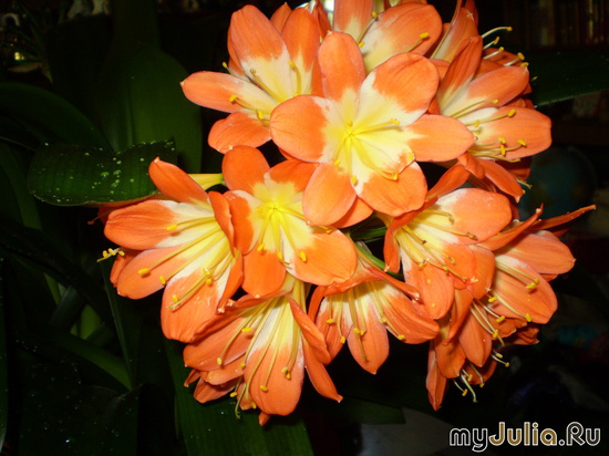 Clivia