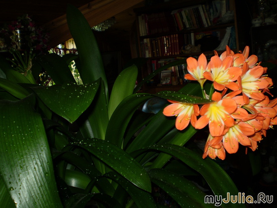 Clivia