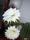 Mammillaria spinosissima pico