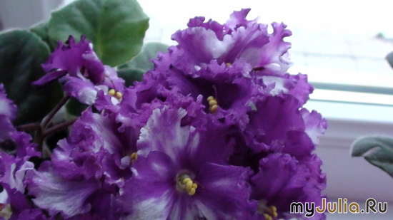 ��� ������