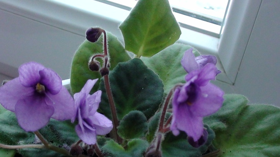 ��� ������