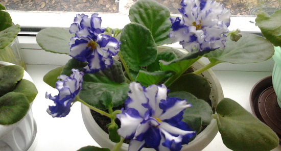 ����� ������� ��������