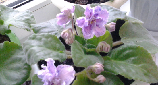 ��� � ���������