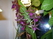   (caisimon),  .     .       &gt; 2     .