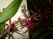 k&#228;rligsrat - cvetok lyubvi. Osen&#039;yu cveti stanovyatsya krasnimi, ne boitsya holoda