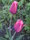 лилиецветный тюльпан