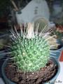 Mammillaria spinosissima pico