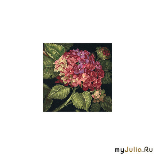Hydrangea Bloom - 