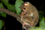 Tarsius