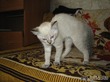 Как &quot;пропал&quot; наш котенок Барон (фото из интернета, мои фотографии на родине остались)