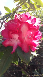  . Rhododendron.