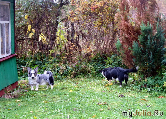 ������� � �������