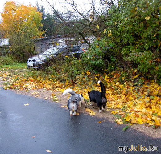 ������� � �������